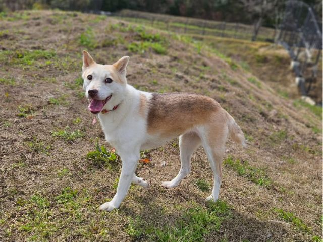 ドッグランで楽しそうに歩く茶白の中型犬の写真