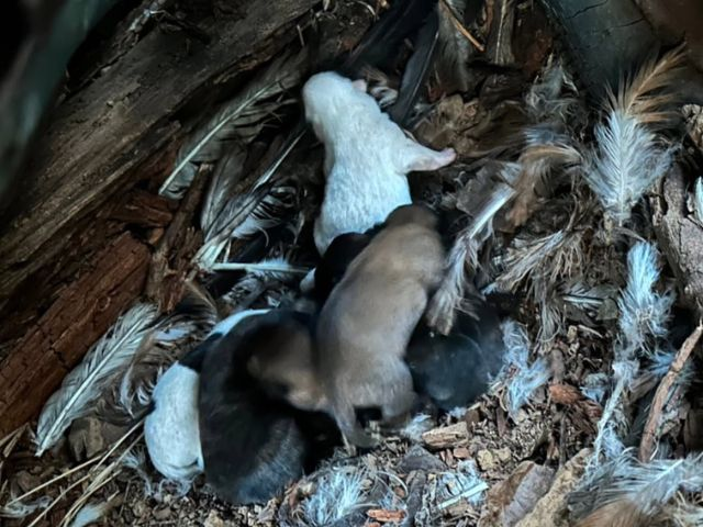 がれきの中にいる生まれたばかりの6頭の子犬の写真