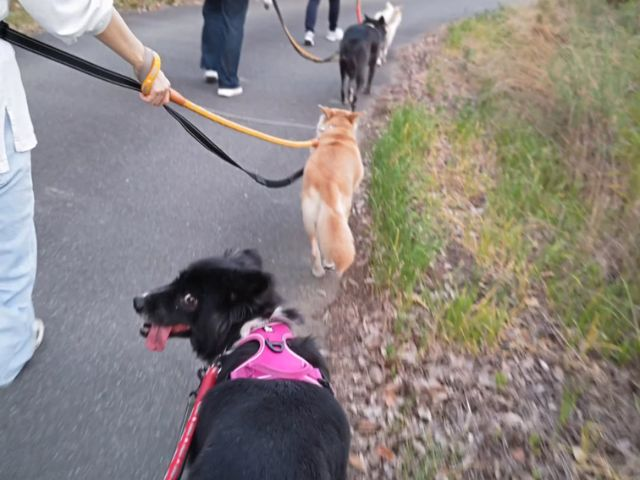 4頭の犬が縦に並んでお散歩をしている様子の写真