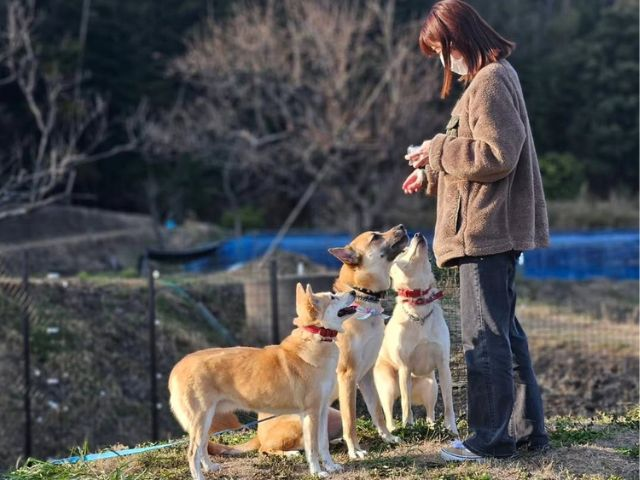 おやつを持つ人を見上げる3頭の犬の写真