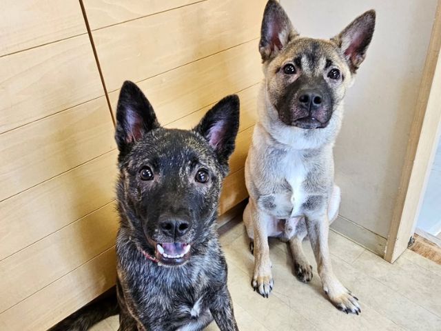 並んでお座りをしてこちらを見つめる黒い犬と鼻グロの犬の写真