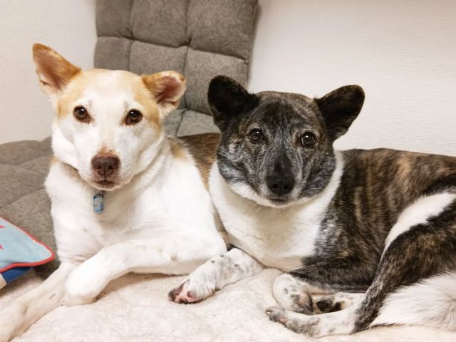 くつろいでいる様子でこちらを見つける茶色の犬と黒白の犬の写真